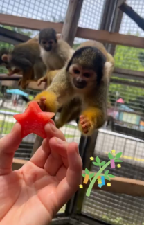 過去の様子（リスザル）