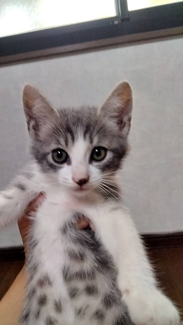 トライアル待ち