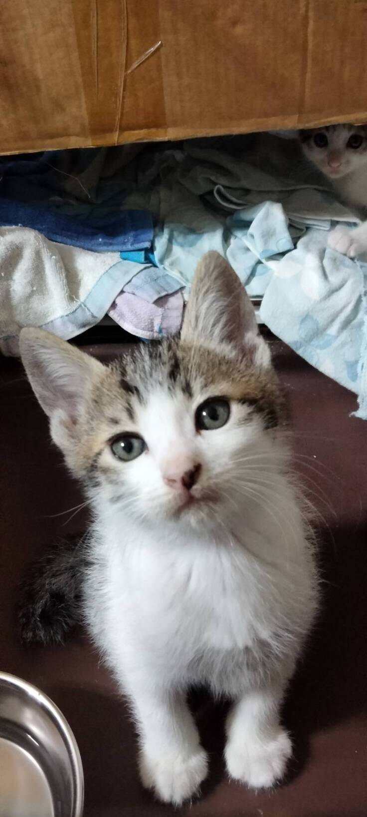 トライアル待ち