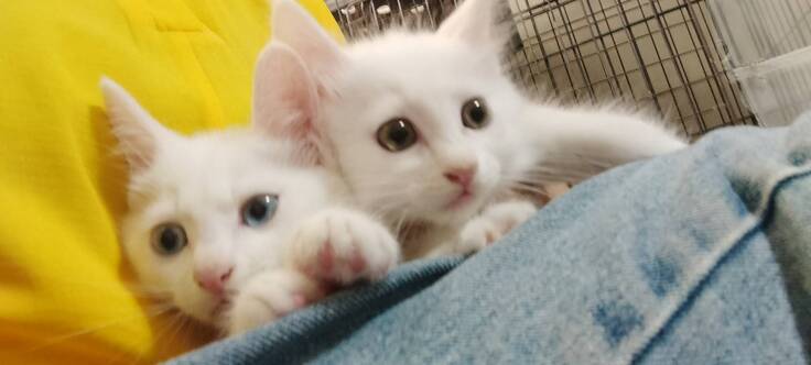 兄妹でトライアルまち