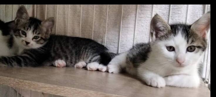 トライアル待ち