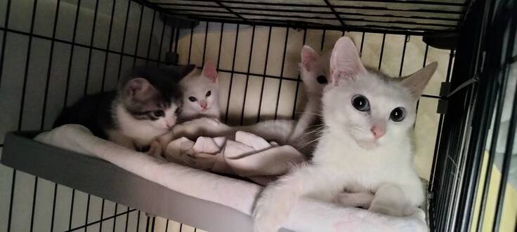 右の母猫　トライアル予定