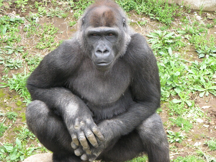 ゴリラの写真 002.jpg