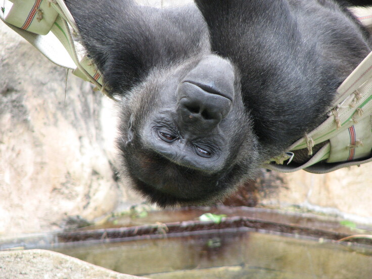 ゴリラの写真 020.jpg