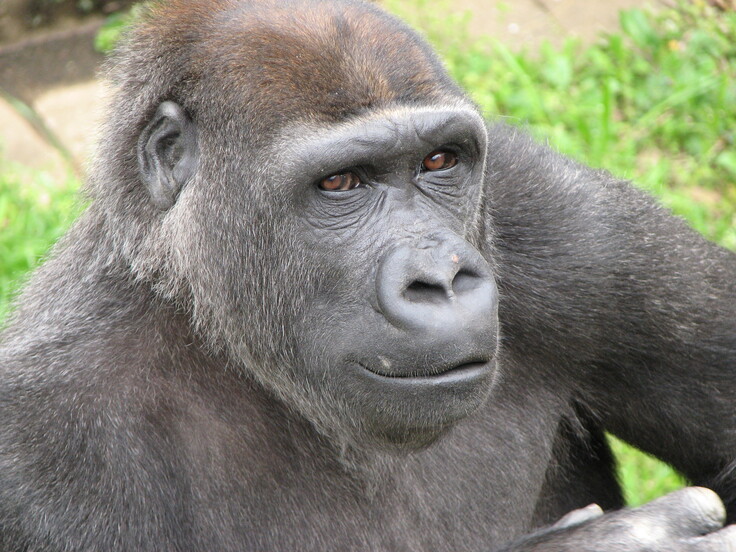 ゴリラの写真 021.jpg