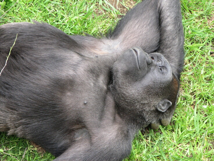 ゴリラの写真 029.jpg