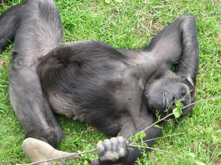 ゴリラの写真 030.jpg