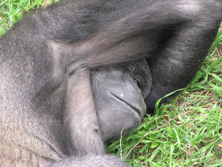 ゴリラの写真 034.jpg