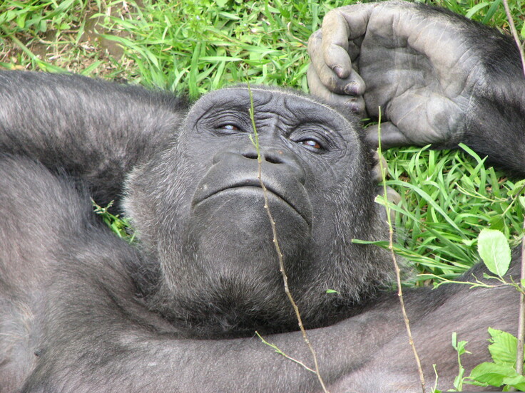 ゴリラの写真 035.jpg