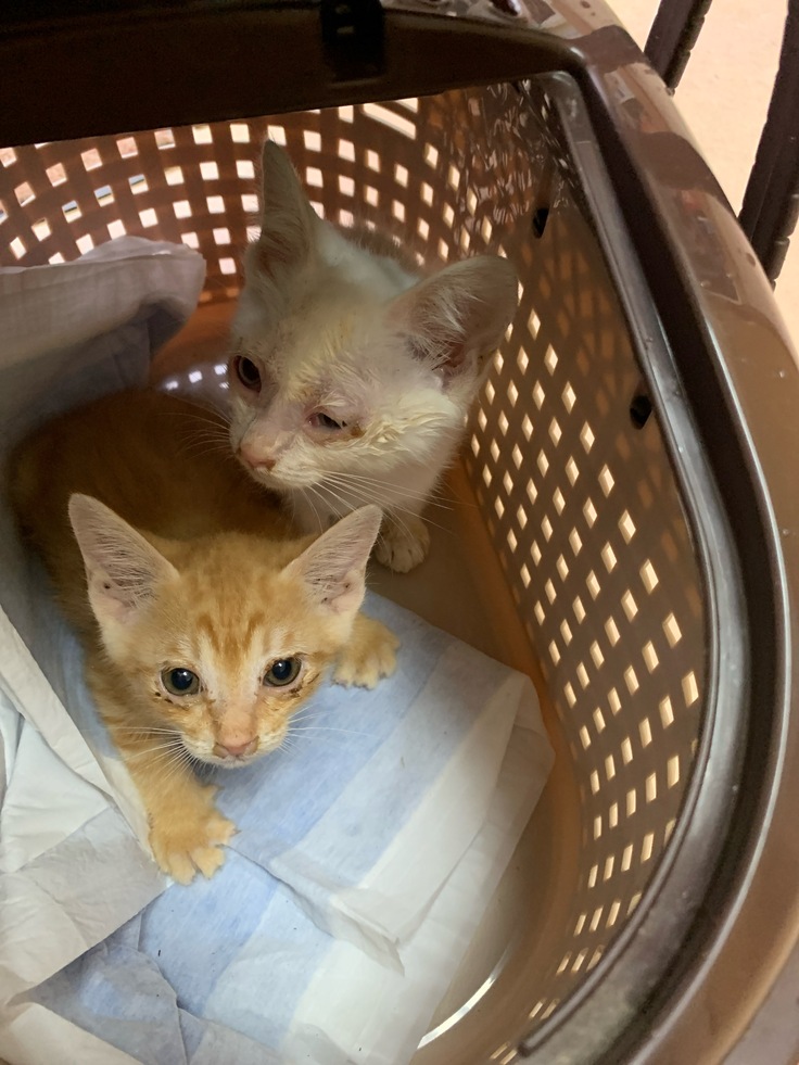 多頭飼育のお宅があり。仔猫が産まれてやんちゃなので