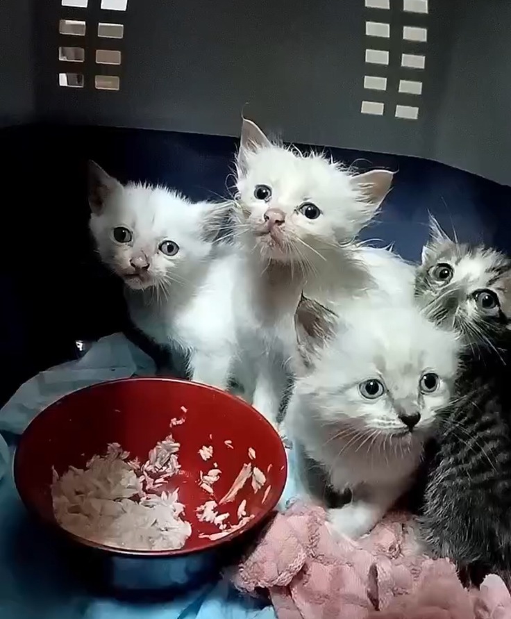 5月の保護子猫たち...