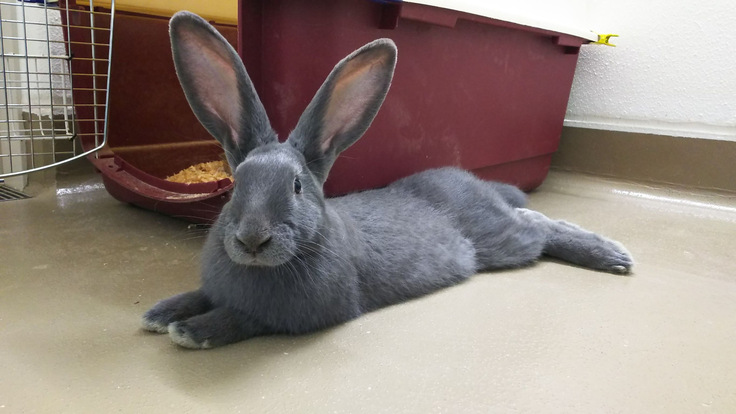 若かりしブル太