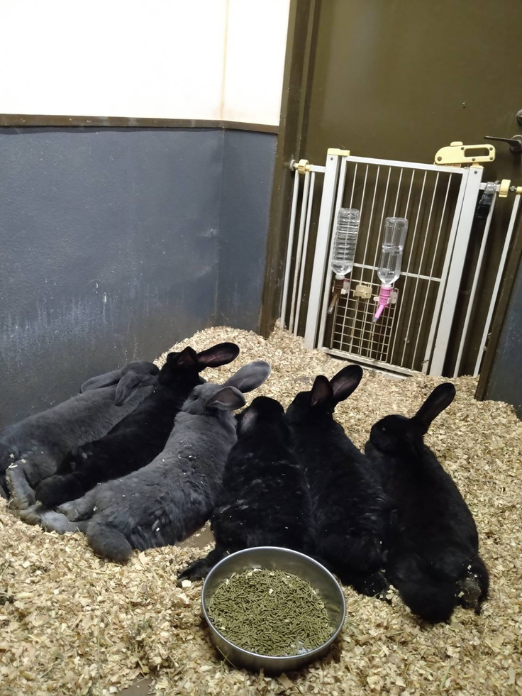 ブル太の子どもたち