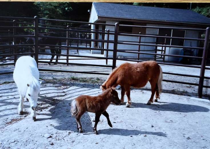 ハル、マリエッタ、マリオ