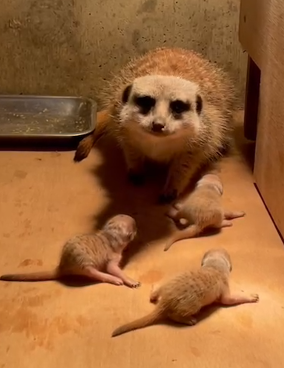 テルマエロマエ