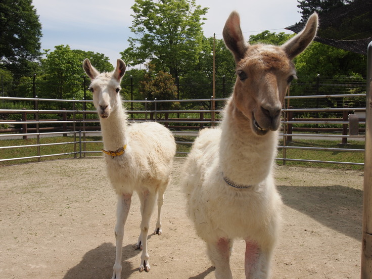 アムール・リヤン