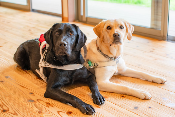 ハーネスを装着して伏せ、カメラ目線をしているイエローラブと黒ラブ