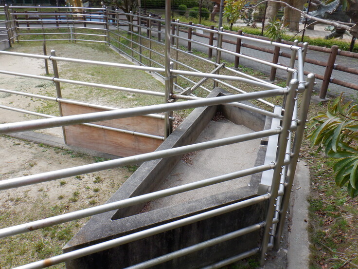 ラマ舎の水飲み場…水が溜まれば憩いの場に！