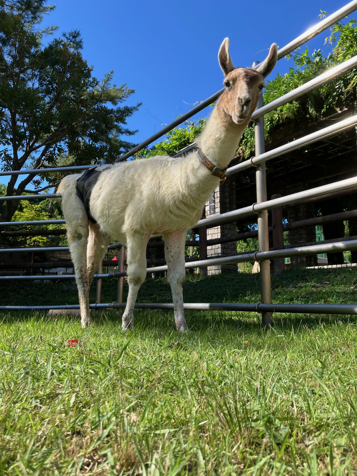 アムールくんの写真