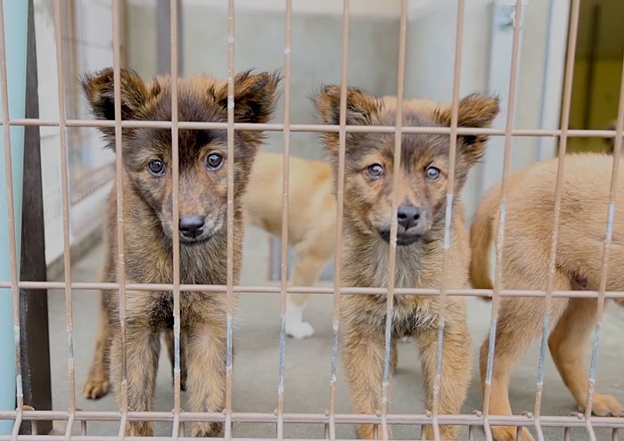 動物愛護センターに収容されているワンコ
