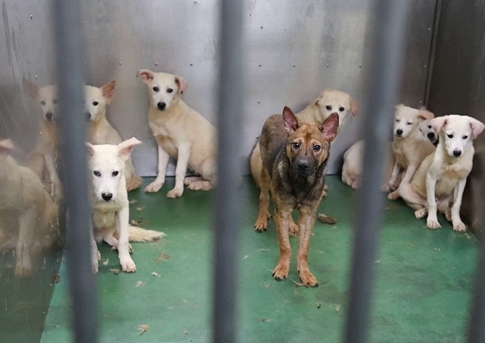 見分けがつかないほど似ている野犬たち