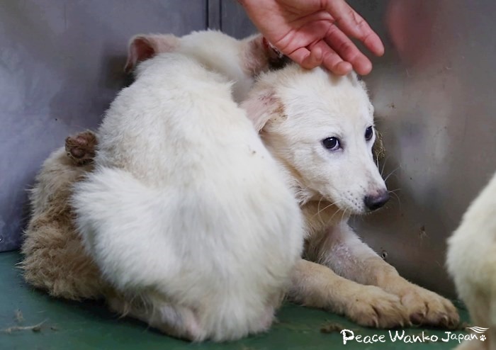 人が怖くて隅に折り重なるように固まっていました
