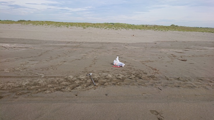 ウミガメの足跡