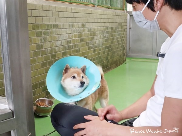 「めんたい」に優しく話しかけるピースワンコ・プロジェクトリーダーの安倍誠