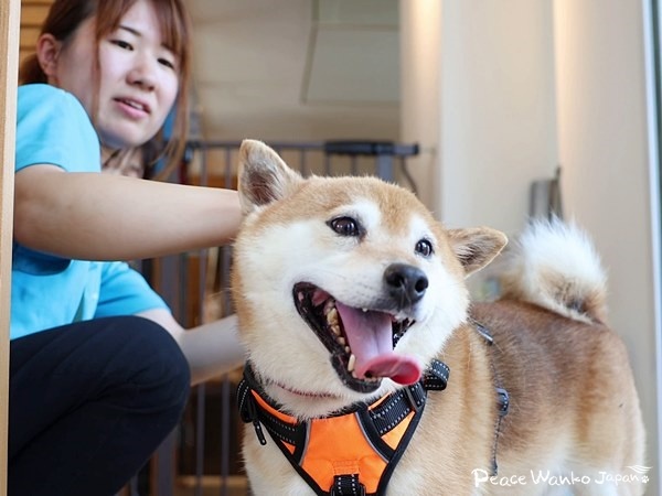 咬傷犬に見えないくらいスタッフに甘える「めんたい」