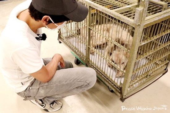 イノシシに襲われて重傷だったワンコは「ルシウス」と名付けられました