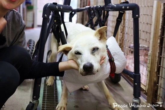 車椅子に乗って歩く「ヒルマ」
