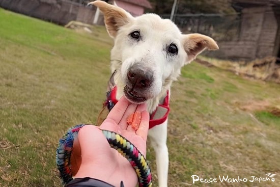 元気だったころ、お散歩でオヤツをもらうのも大好きでした