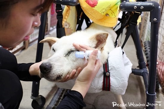 おとなしく点眼薬をさしてもらう「ヒルマ」