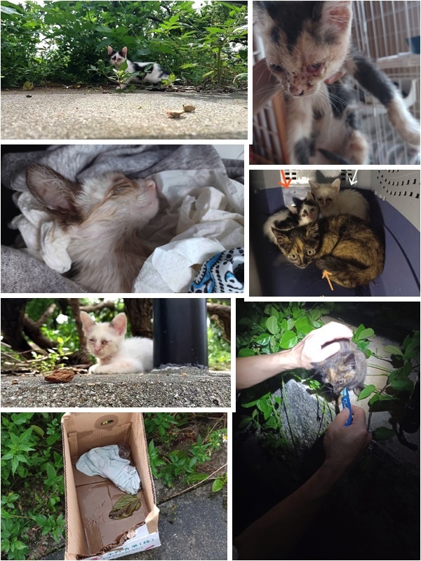 さらに５匹の子猫を保護しました