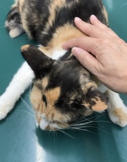 難治性口内炎のさくら