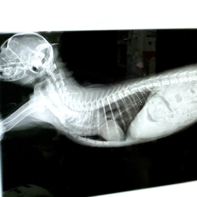 子猫のこむぎちゃん　食道の病気でした