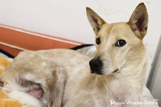 アジソン病の「スチーム」