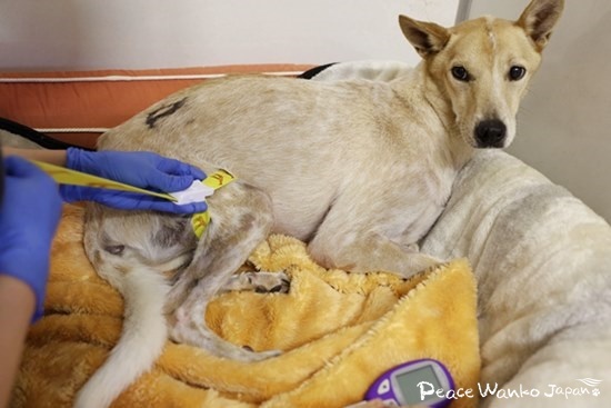 採血の時もおとなしくしてくれる「スチーム」