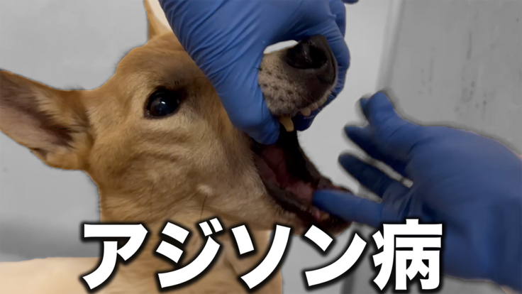 ※ピースワンコTV（6分53秒）