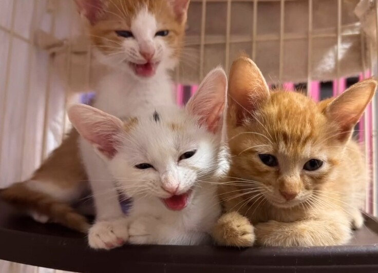 シェルターでの様子