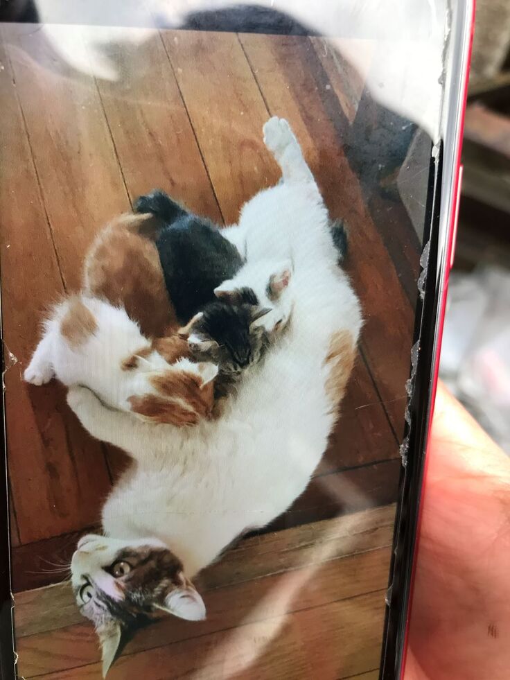 母猫りんちゃん