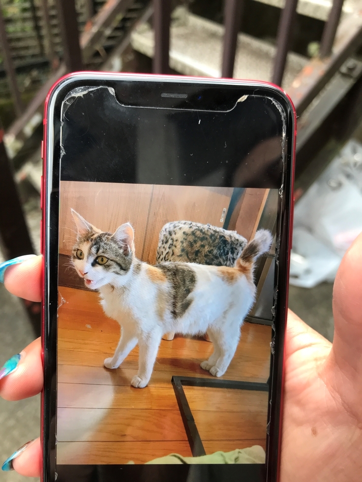 飼い主が見せてくれた母猫りんちゃんと子猫達