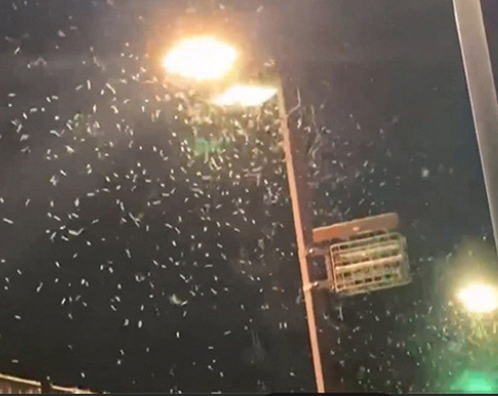 灯りに集まるカメムシ