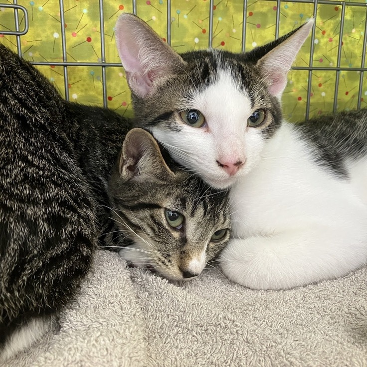 ギズモくんソックスくん