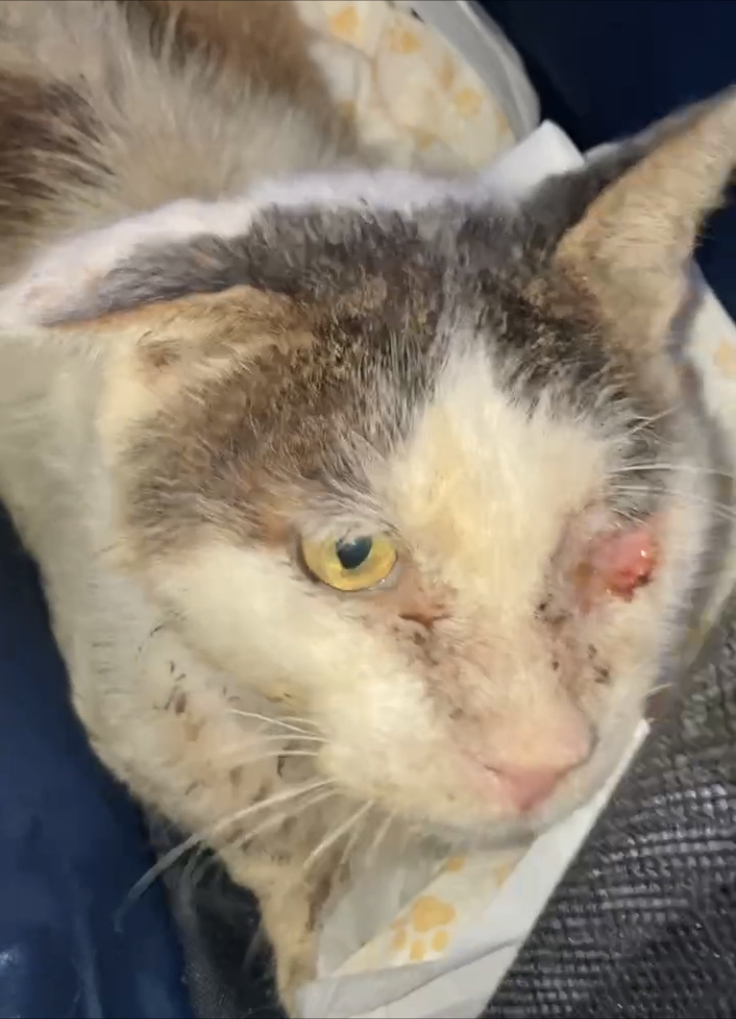 飼い主のいない猫