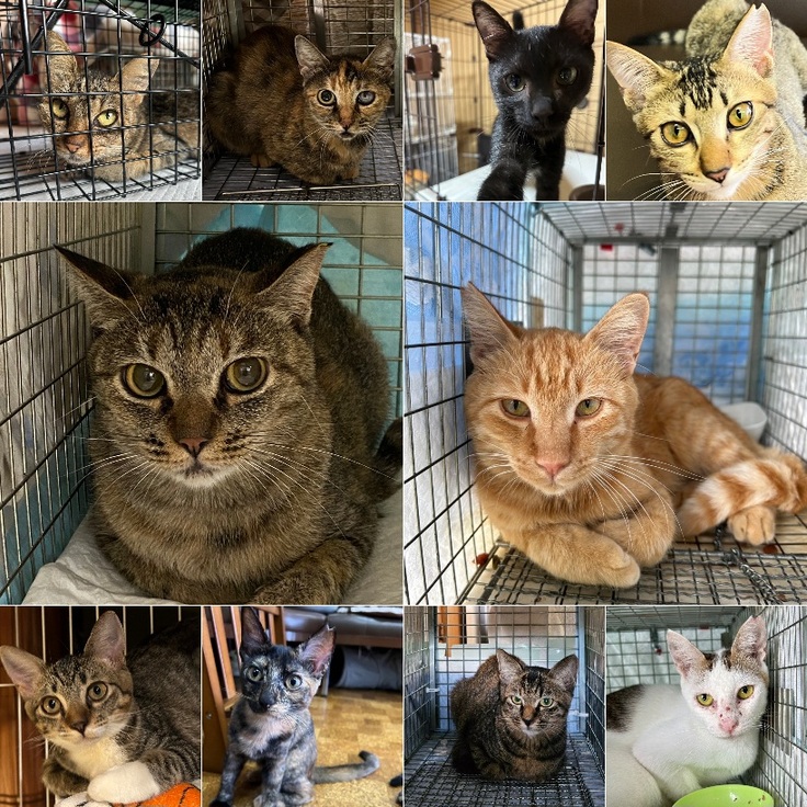 支援できた猫ちゃんの一部