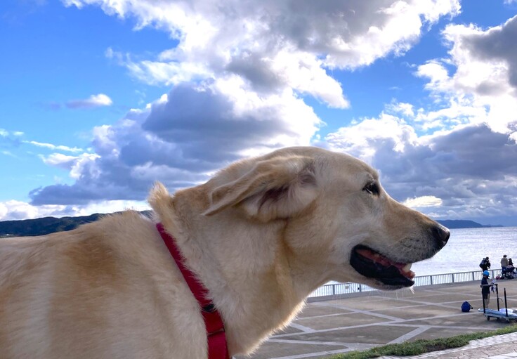 2021.10.17明石リリー (78).JPEG