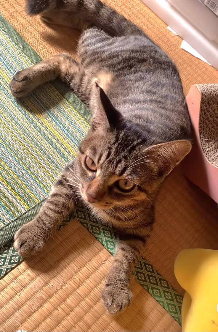 今日の夕方のキジ黒