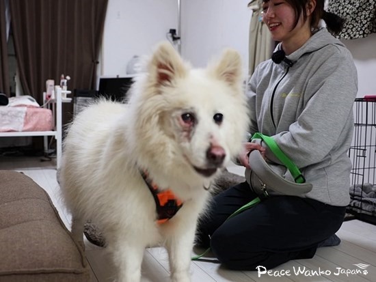 人懐こくて好奇心旺盛な「アビゲイル」