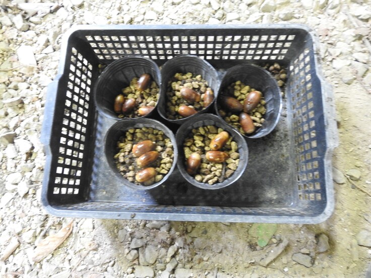 水にしばらく漬けて虫出したものを3こずつビニールポットに入れる